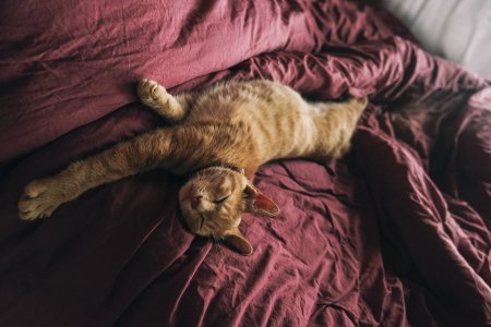 День мурлыканья и потягивания