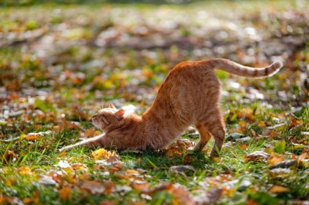 Кот потягивается