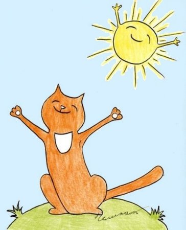 Котик на солнце