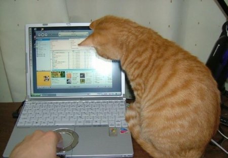 День мурлыканья и потягивания открытки