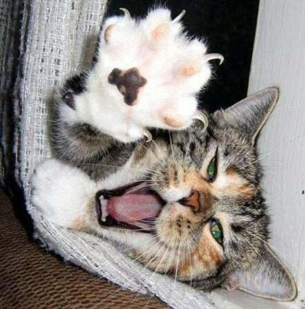 День мурлыканья и потягивания открытки