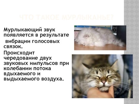 День мурлыканья