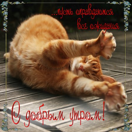 С добрым утром котики