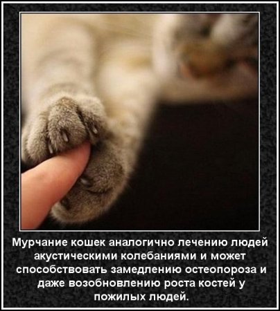 Интересные факты о мурчание кошек