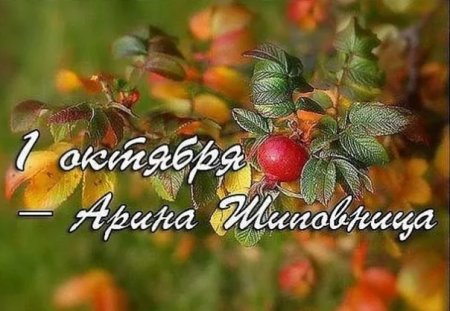 1 Октября - Арина Шиповница, народные праздники
