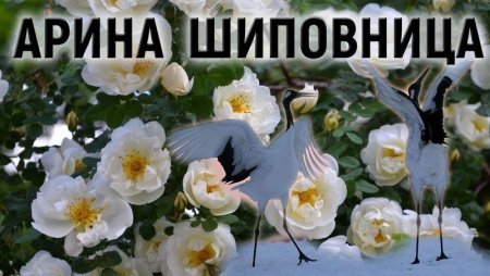 Арина Шиповница