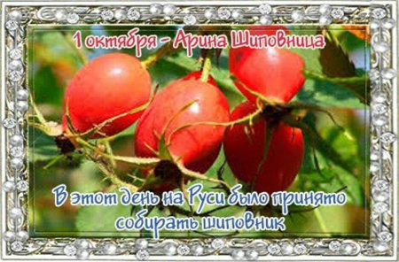 Арина Шиповница 1 октября