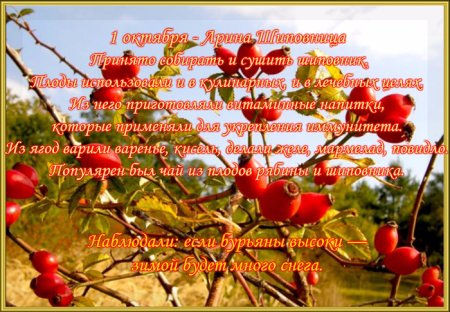 Арина Шиповница 1 октября народный календарь