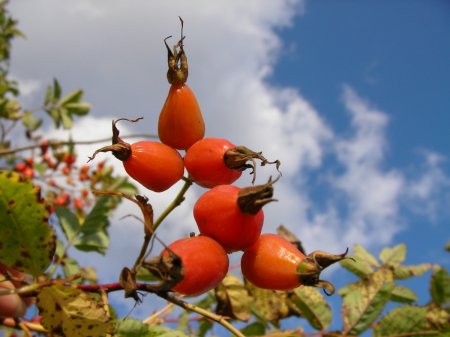 Арина Шиповница (журавлиный лёт)