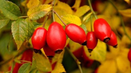 01. Арина Шиповница