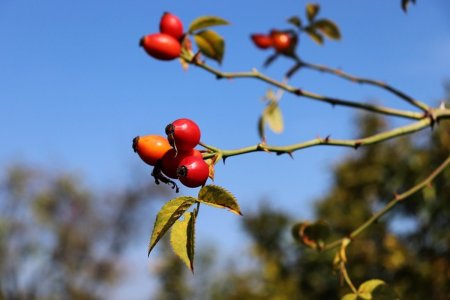 Кавказская Шиповница