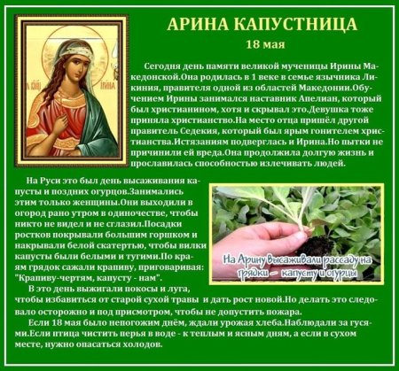 18 Мая Арина капустница Арина Рассадница