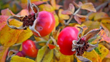 Осенний шиповник
