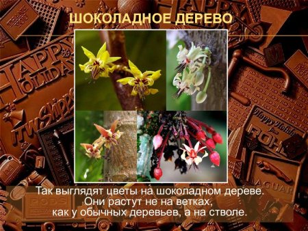 Всемирный день какао и шоколада