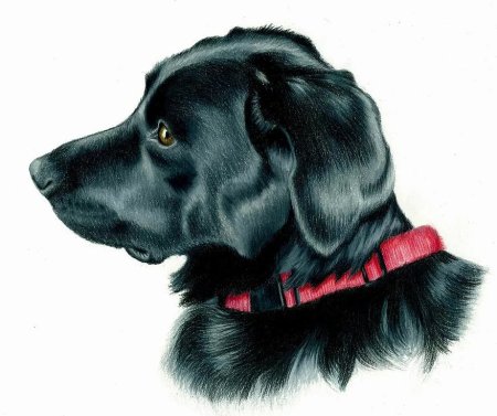 Черная собака рисунок
