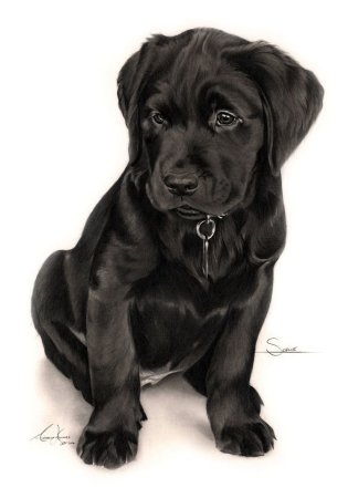 Чёрный терьер и лабрадор