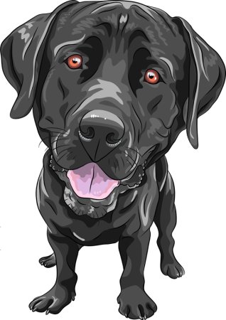 Черный лабрадор вектор