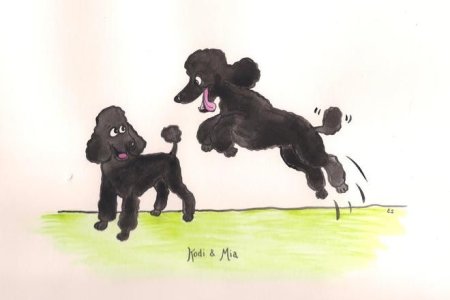 Изображения бегущего пуделя