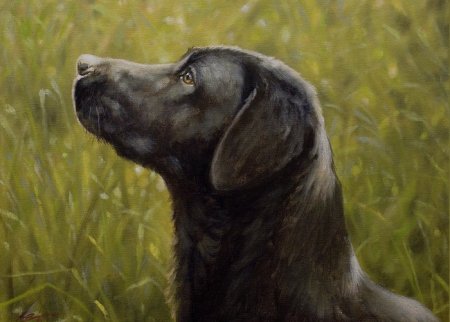 Лабрадор Джон