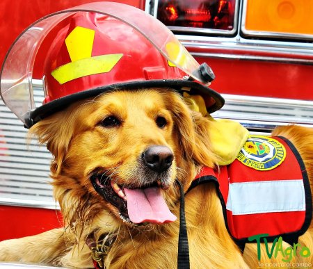 Пожарный пес