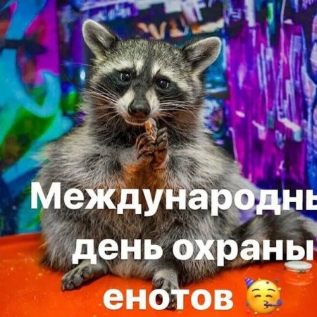 Всемирный день енотов