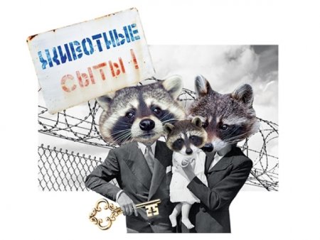 Международный день защиты енотов