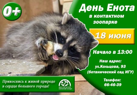 День енота
