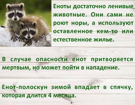 Международный день енота