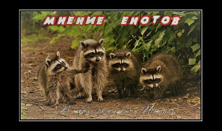 Международный день охраны енотов