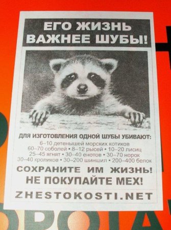 День защиты енотов