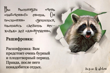 Афоризмы про енотов