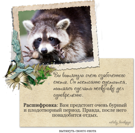 Поздравления с днём рождения с енотом