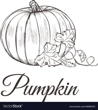 Тыква набросок