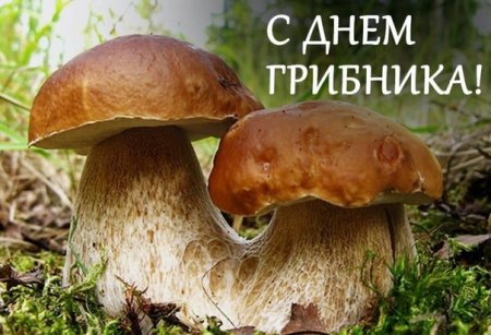 День грибника