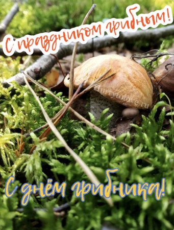 День грибника