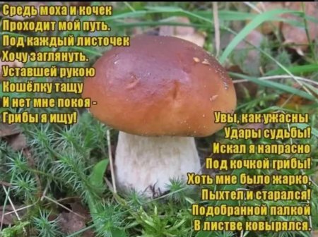 День грибника поздравления