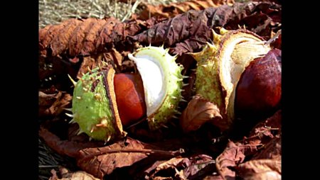 День поиска каштанов 3 октября