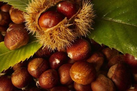 День поиска каштанов 3 октября