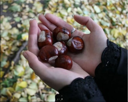 10 Сентября - день поиска каштанов