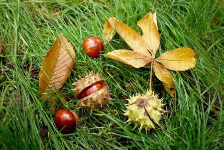 Каштан конский обыкновенный осенью