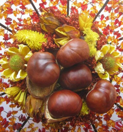 Осенний каштан