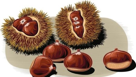 Каштан вектор