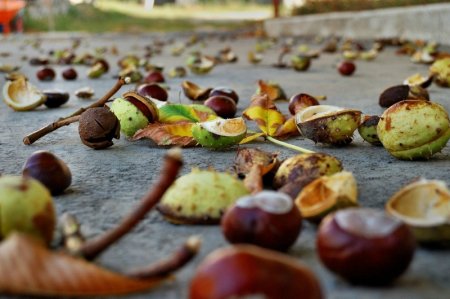 Каштан опадает