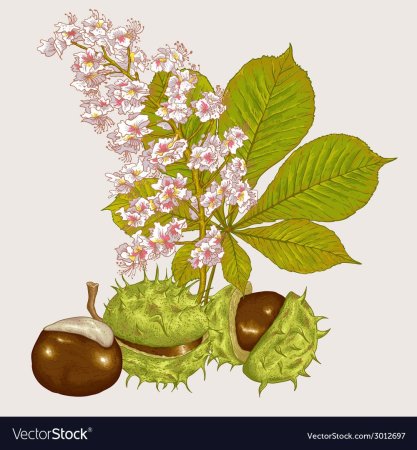 Каштан ветка с цветком