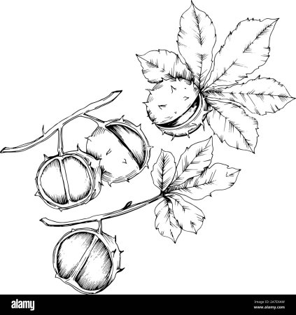 Нарисовать каштан