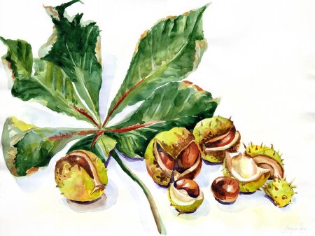 Каштан Ботаническая иллюстрация