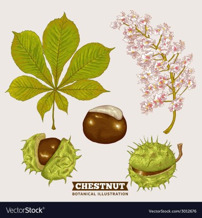 Каштан Ботаническая иллюстрация