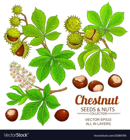 Плоды каштана и листья каштана