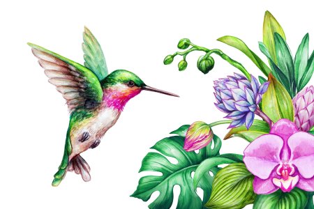 Колибри с цветком на белом фоне