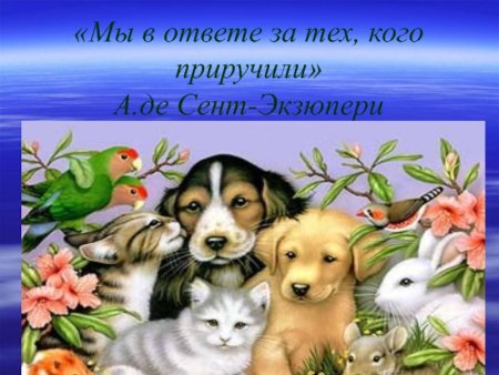 Домашние животные мы в ответе за тех кого приручили